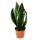 Sansevieria trifasciata "Silver Flame" - Bow hemp with unusual leaf coloration - 12cm pot