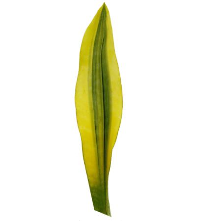Sansevieria aubrytiana "Yellowstone" - Goldener Bogenhanf mit ausgefa