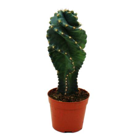 Cereus jamacaru "Spiralis" - spiral cactus in mini format - in 6.5cm pot
