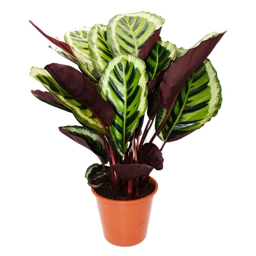 XXL shade plant with unusual leaf pattern - Calathea roseapicta "Angela"