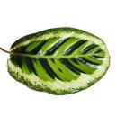 XXL shade plant with unusual leaf pattern - Calathea...