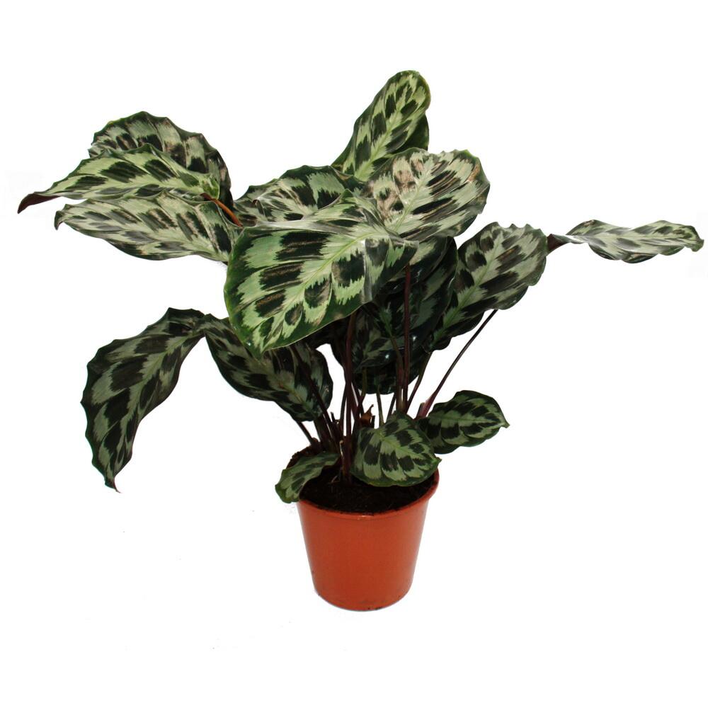 XXL-Schattenpflanze mit ausgefallenem Blattmuster - Calathea roseapic