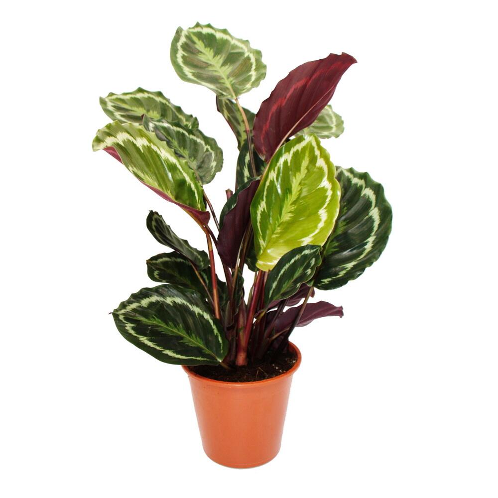 dünger drachenbaum Drachenbaum | Dracaena fragrans