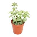 Crassula perforata - kleine Pflanze im 5,5cm Topf