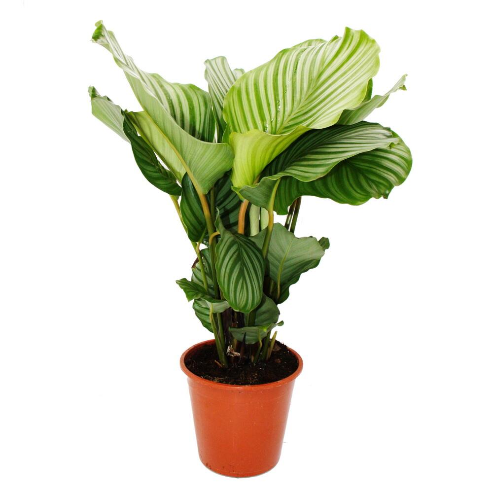 calathea white fusion giftig Prayer Plant | White Fusion | Rare Plant