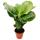 XXL-Schattenpflanze im Zebra-Look - Calathea orbifolia - 19cm Topf - ca. 70-80cm hoch