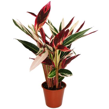 XXL-Schattenpflanze Calathea insigne "Triostar" Stromanthe sanguinea 19cm Topf ca. 70-80cm hoch