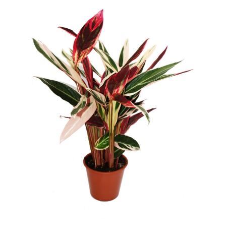 efeutute silvery ann Scindapsus 'Silvery Ann' 4"