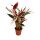 XXL-Schattenpflanze Calathea insigne "Triostar" Stromanthe sanguinea 19cm Topf ca. 70-80cm hoch