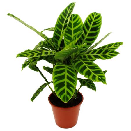 Plante dombre rayée XXL - Calathea zebrina - Maranthe zébrée - pot de 19cm - hauteur env. 70-80cm