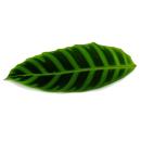 Plante dombre rayée XXL - Calathea zebrina - Maranthe zébrée - pot de 19cm - hauteur env. 70-80cm
