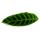 Plante dombre rayée XXL - Calathea zebrina - Maranthe zébrée - pot de 19cm - hauteur env. 70-80cm