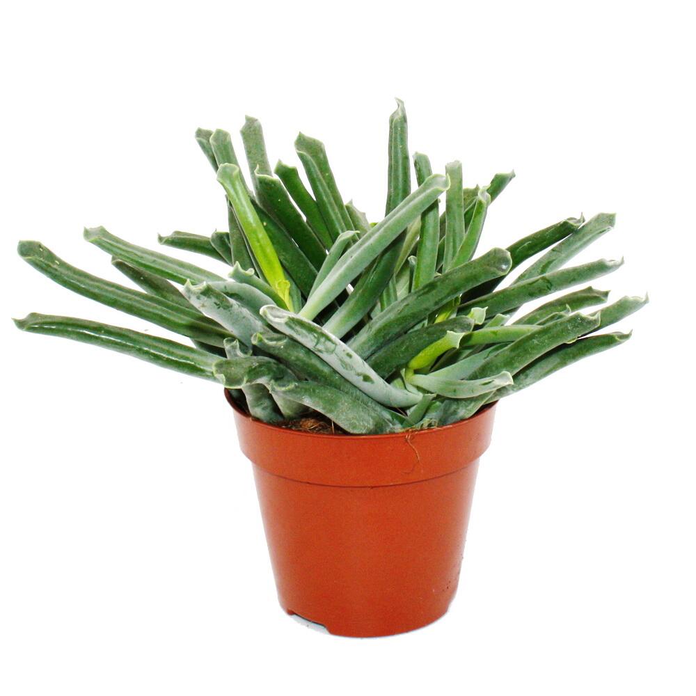 wie oft blüht eine palmlilie Yucca gloriosa Palmlilie vom Toskanagarten – toskanagartenshop