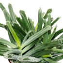 Cotyledon "Elephants Trunk" - Elefanten-Rüssel-Pflanze - Sukkulente - im 12cm Topf