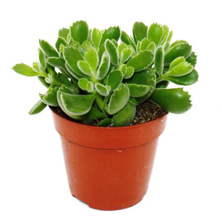 Cotyledon tomentosa "Green Footprint" - Empreintes vertes - Plante à pattes dours - Succulente - en pot de 12cm