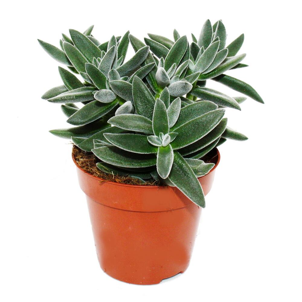 Crassula "Tarantula" - Tarantel-Dickblatt - pflegeleicht - Sukkulente