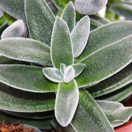 Crassula "Tarantula" - Tarantel-Dickblatt - pflegeleicht - Sukkulente