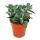 Crassula "Tarantula" - Tarantula - easy care - succulent houseplant - 12cm pot
