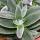 Crassula "Tarantula" - Tarantula - easy care - succulent houseplant - 12cm pot