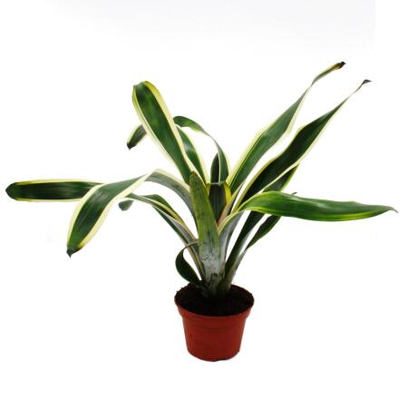 Broméliacées XL insolites "Natures Touch" - Aechmea felice - Beauté exotique des feuilles - Pot 15cm