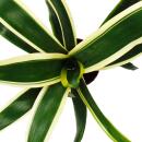 Broméliacées XL insolites "Natures Touch" - Aechmea felice - Beauté exotique des feuilles - Pot 15cm