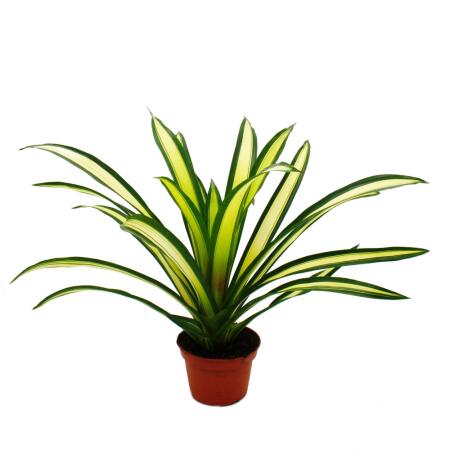 Ausgefallene XL-Bromelien "Natures Touch" Guzmania torchita Exotische Blattschönheit 15cm Topf