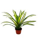 Unusual XL bromeliads "Natures Touch" -...