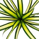Ausgefallene XL-Bromelien "Natures Touch" Guzmania torchita Exotische Blattschönheit 15cm Topf