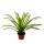 Ausgefallene XL-Bromelien "Natures Touch" Guzmania torchita Exotische Blattschönheit 15cm Topf