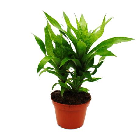 Unusual XL bromeliads "Natures Touch" - Vriesea ospinaea - Exotic leaf beauty - 15cm pot