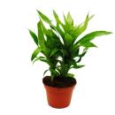 Unusual XL bromeliads "Natures Touch" - Vriesea...