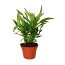 Unusual XL bromeliads "Natures Touch" - Vriesea ospinaea - Exotic leaf beauty - 15cm pot