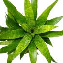 Unusual XL bromeliads "Natures Touch" - Vriesea ospinaea - Exotic leaf beauty - 15cm pot