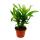 Unusual XL bromeliads "Natures Touch" - Vriesea ospinaea - Exotic leaf beauty - 15cm pot