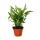 Unusual XL bromeliads "Natures Touch" - Vriesea ospinaea - Exotic leaf beauty - 15cm pot