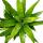 Unusual XL bromeliads "Natures Touch" - Vriesea ospinaea - Exotic leaf beauty - 15cm pot