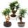 Indoor bonsai - Araucaria cunninghamii - indoor fir - New Guinea araucaria - approx. 65cm high - 25cm bowl