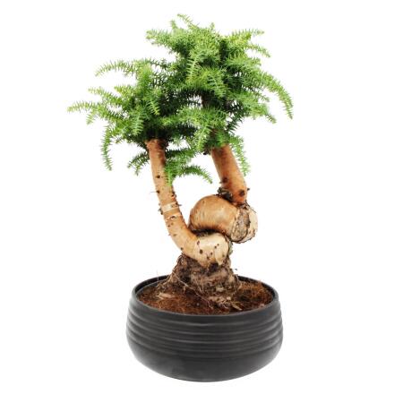 Indoor bonsai - Araucaria cunninghamii - indoor fir - New Guinea araucaria - approx. 65cm high - 26cm black ceramic bowl
