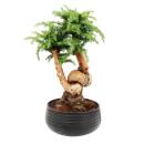 Indoor bonsai - Araucaria cunninghamii - indoor fir - New...