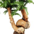 Indoor bonsai - Araucaria cunninghamii - indoor fir - New Guinea araucaria - approx. 65cm high - 26cm black ceramic bowl