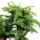 Indoor bonsai - Araucaria cunninghamii - indoor fir - New Guinea araucaria - approx. 65cm high - 26cm black ceramic bowl
