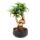 Indoor bonsai - Araucaria cunninghamii - indoor fir - New Guinea araucaria - approx. 65cm high - 26cm black ceramic bowl