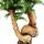 Indoor bonsai - Araucaria cunninghamii - indoor fir - New Guinea araucaria - approx. 65cm high - 26cm black ceramic bowl