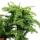 Indoor bonsai - Araucaria cunninghamii - indoor fir - New Guinea araucaria - approx. 65cm high - 26cm black ceramic bowl