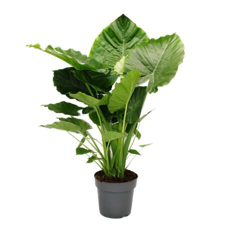 Alocasia gageana "California" - 21cm Solitärpflanze - Elefantenohr - Pfeilblatt - Höhe ca. 85cm