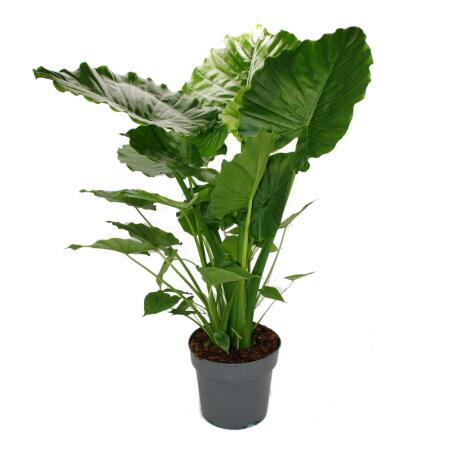 Alocasia gageana "California" - 21cm Solitrpflanze - Elefantenohr -