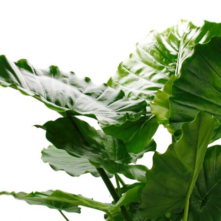 Alocasia gageana "California" - 21cm Solitrpflanze - Elefantenohr -