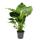 Alocasia gageana "California" - 21cm Solitärpflanze - Elefantenohr - Pfeilblatt - Höhe ca. 85cm