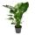 Alocasia gageana "California" - 21cm Solitärpflanze - Elefantenohr - Pfeilblatt - Höhe ca. 85cm