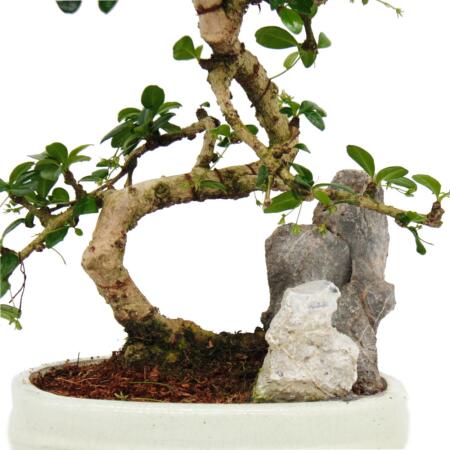 Bonsai Fukientee - Carmona microphylla - Dekorative Felslandschaft -